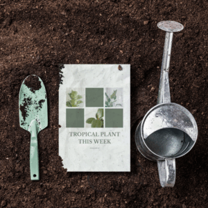 Plantable Postcards